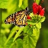© John E. Hunter PhotoID# 5365888: Boyce Butterfly