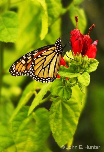 Boyce Butterfly - ID: 5366173 © John E. Hunter