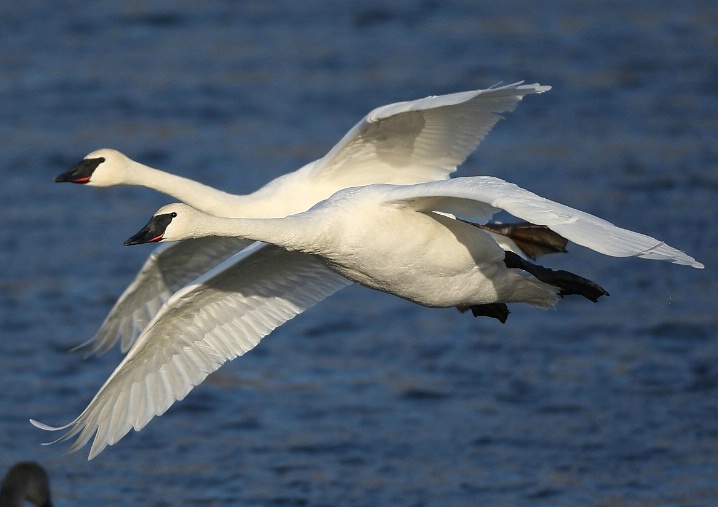 Two In Flight