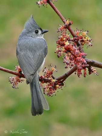 Tufted Titmouse