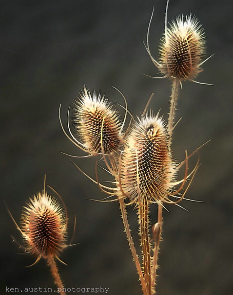 ~ Thistles in Winter Gold  ~ 