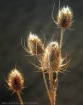 ~ Thistles in Win...