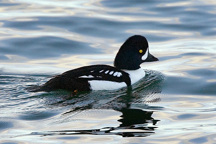 Barrow's Goldeneye