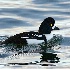 2Barrow's Goldeneye - ID: 5370953 © John Tubbs