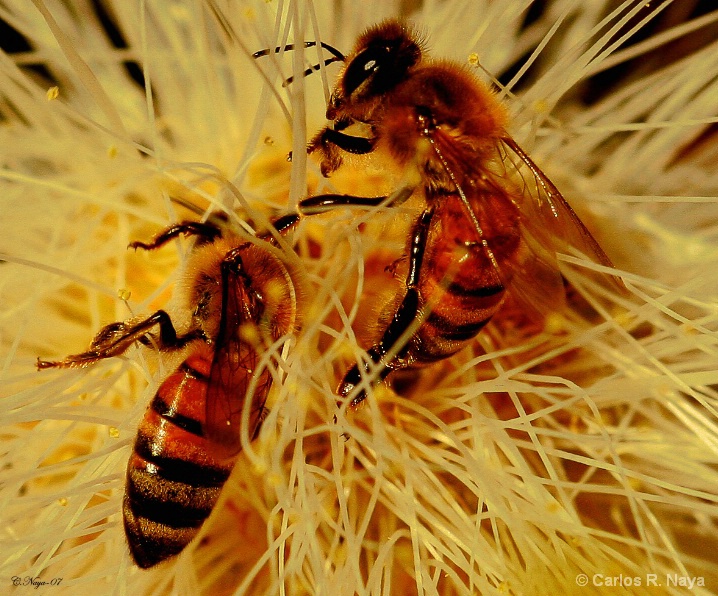 Busy Bees - ID: 5373280 © Carlos R. Naya