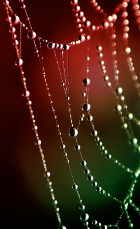 The Web