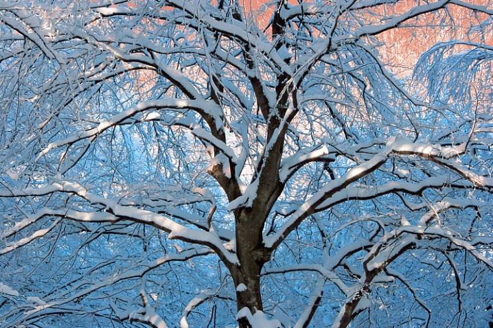 Frozen