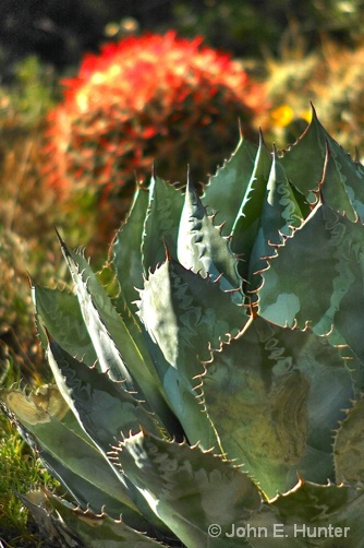 Cactus at Boyce Thompson Arboretum - ID: 5375939 © John E. Hunter