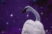 Fairy Tale Swan