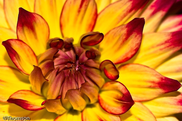 Wheaton:  Yellow & Red Dahlia