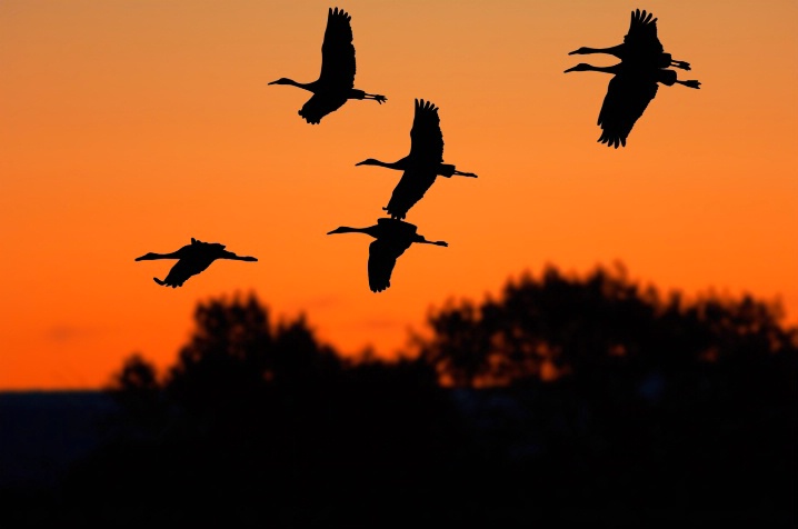 Early Morning Flight