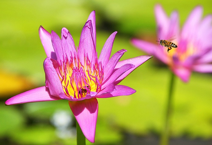 Busy Bees - ID: 5377846 © Janine Russell