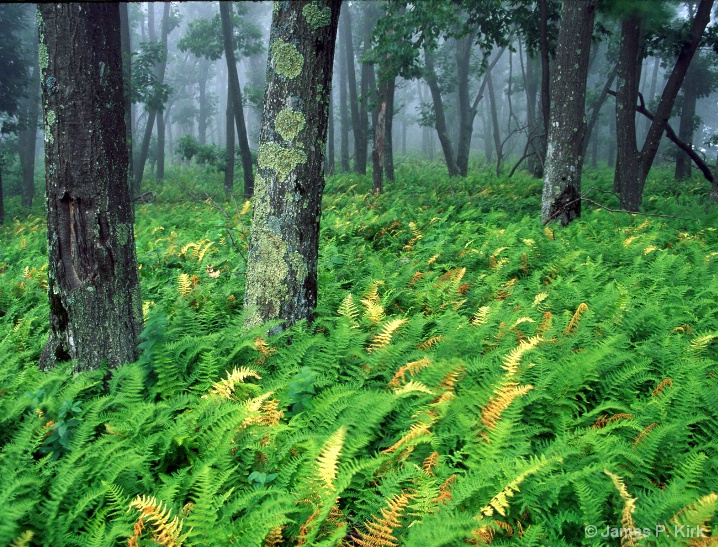 Skyline Drive Ferns