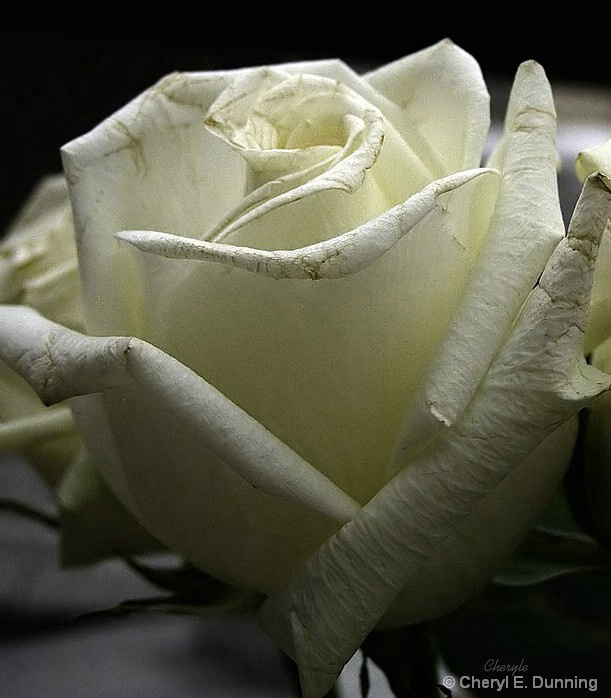 white_rose