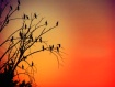Cormorant Sunset
