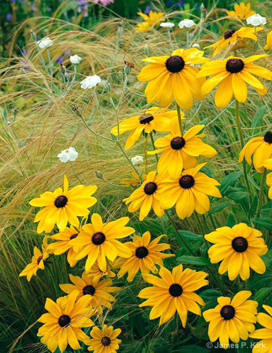 Blackeyed Susans