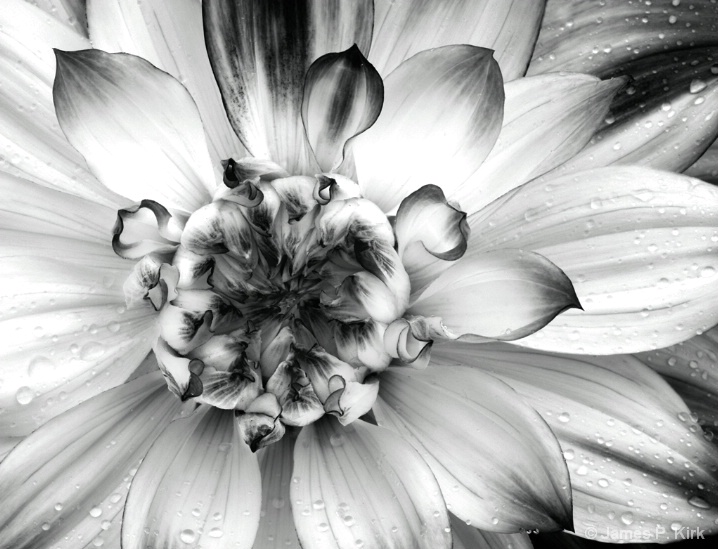 B&W Dahlia