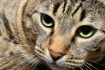 Tabby