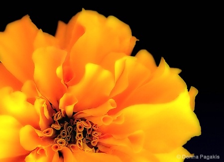 Sunny Marigold