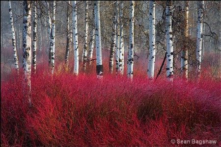 Red Willow Sea