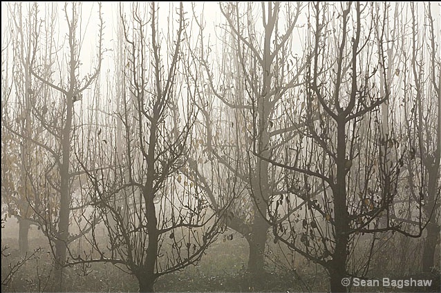 Orchard Mist