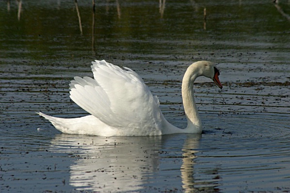 Mute Swan with Raised Wings