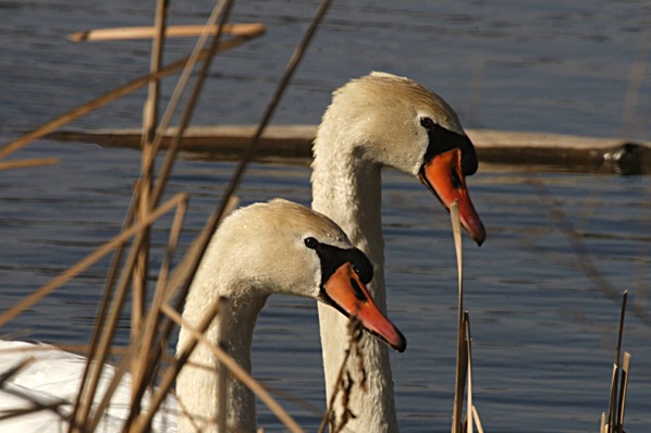 Two Swan Heads Close Up