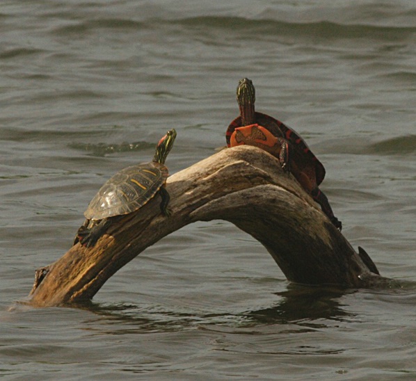Two  Turtles on an Arch