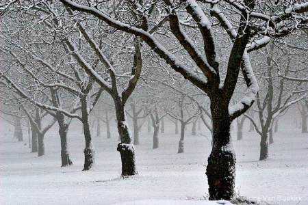 Walnut Orchard