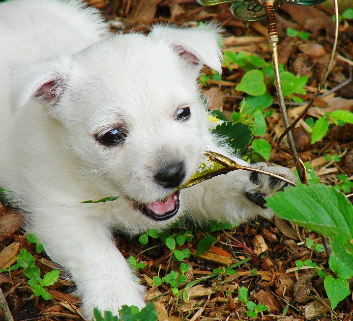 Mischievous Westie