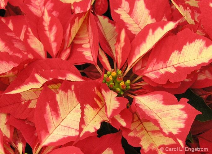 Poinsetta Splash