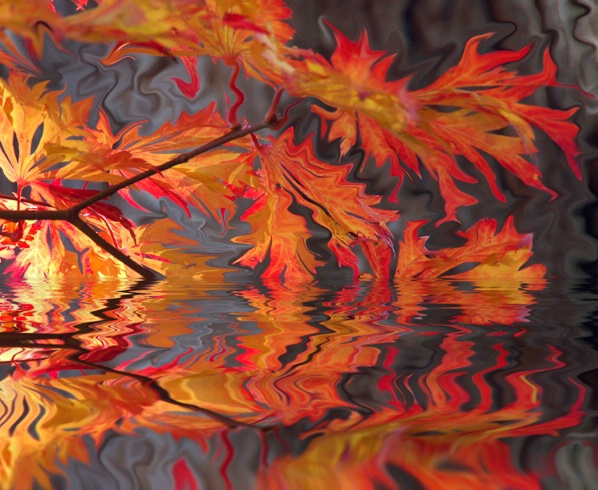 Fantasy Autumn Leaves