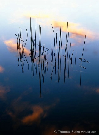 Morning Reeds