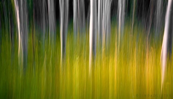 Colorado Aspens