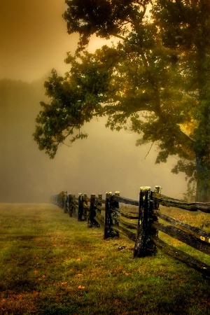 Fog In the Pasture