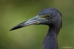 Little Blue Heron