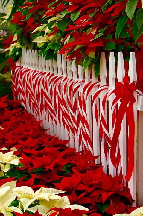 Candy Canes and Flowers
