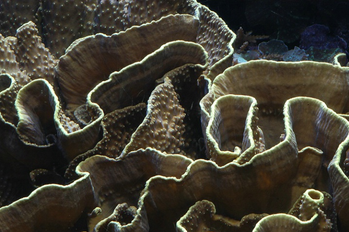 Corals 1 - ID: 5397124 © Mike D. Perez
