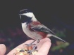 Sweet Little Bles...