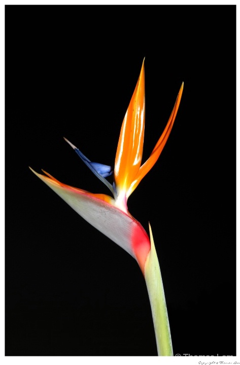 Bird Of Paradise #4