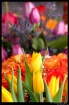 Tulips & Roses