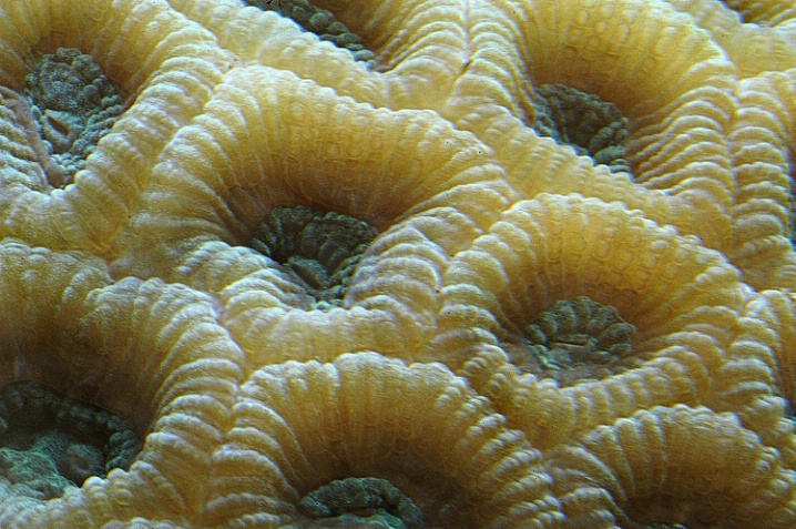 Corals 2 - ID: 5403236 © Mike D. Perez
