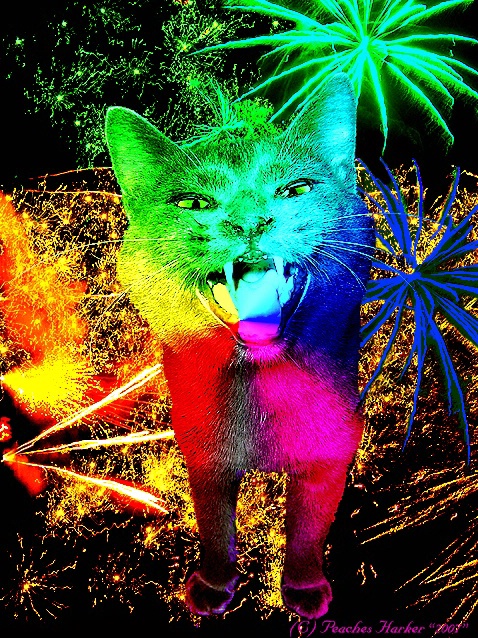 Disco Kitty Shouts Out.....HAPPY MEW YEAR 
