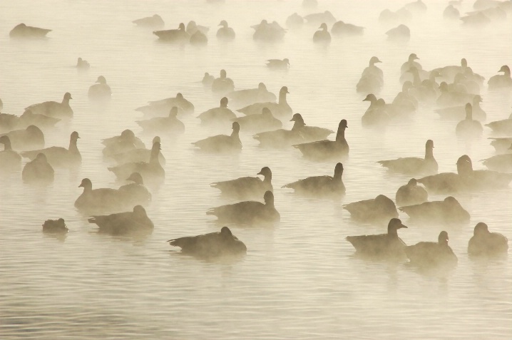 Ghostly Geese