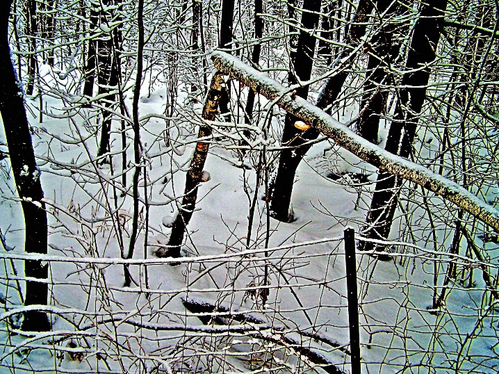 In the woods