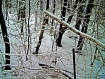 In the woods