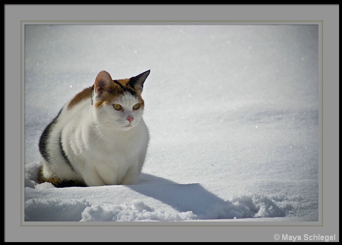 Snow kitty