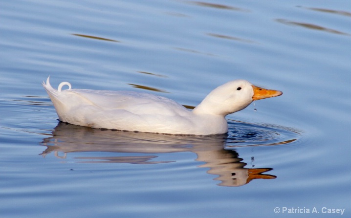 Double Bill - White Mallard Duck - ID: 5405543 © Patricia A. Casey