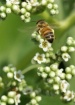 Bumble Bee *