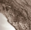 Female Leopard Bo...